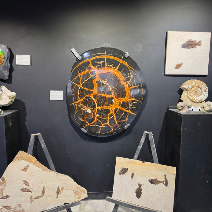 Giant Septarian Nodule Slice | Russia