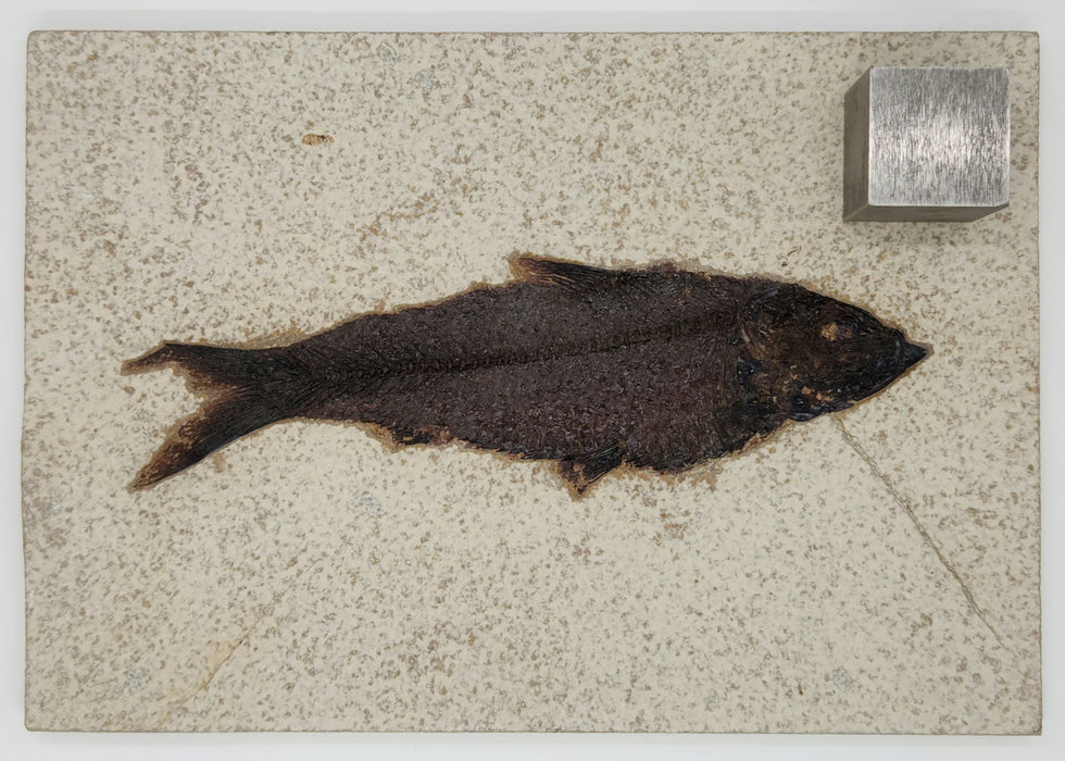 6.5" Knightia eocaena | 100% Natural | Green River Formation | Wyoming