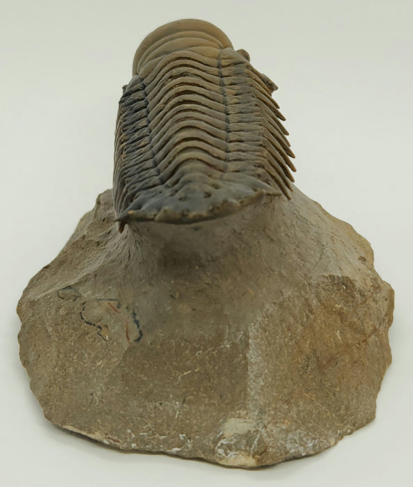 Crotalocephalina Trilobite | Morocco