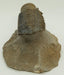 In Stone Fossils 