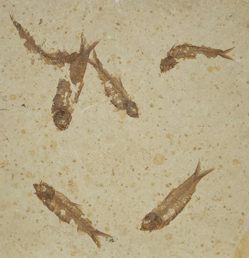 In Stone Fossils 