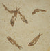 In Stone Fossils 