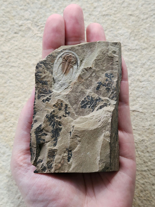 Olenellus Trilobite | Nevada