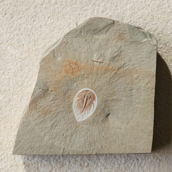 Olenellus Trilobite | Nevada