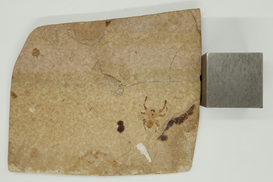 *RARE* Fossil Spider | Green River Formation | Wyoming