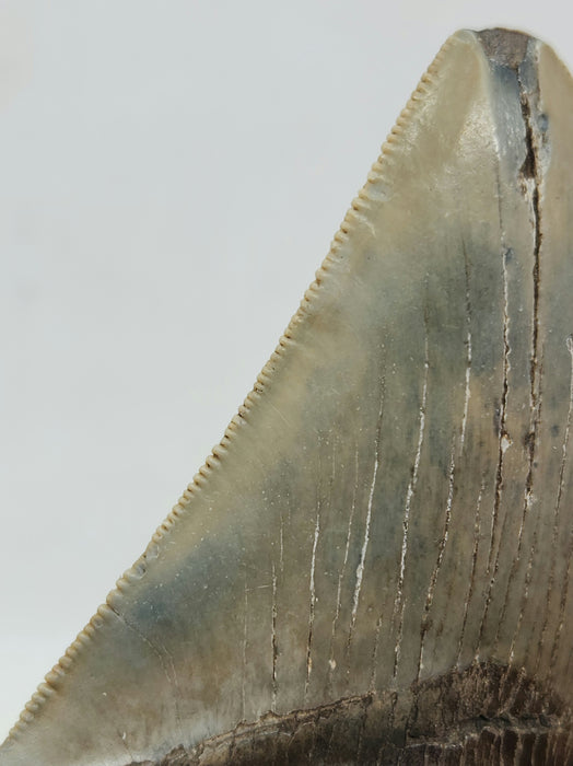 3.25" Megalodon Tooth | Hawthorn Formation