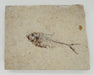 In Stone Fossils 