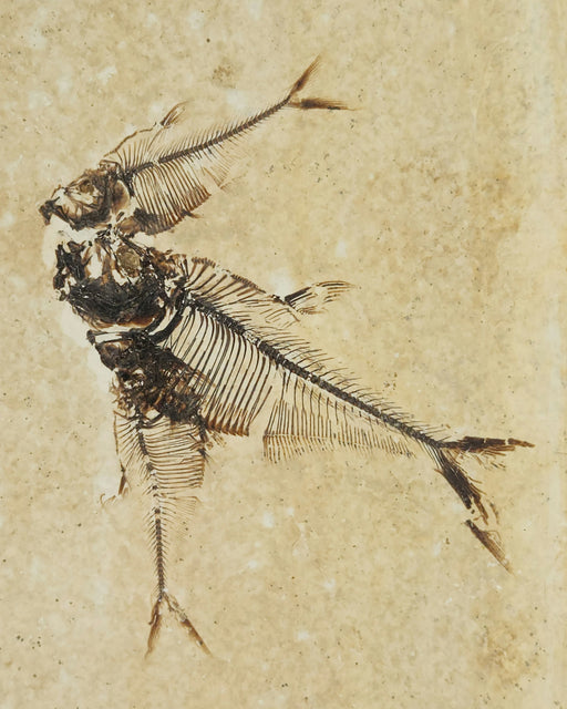 In Stone Fossils 