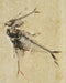 In Stone Fossils 