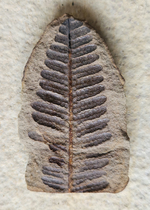 Fossil Fern | Laveineopteris rarinervis | Illinois