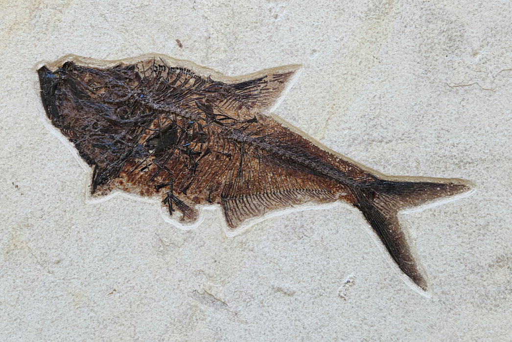 9.25" Diplomystus dentatus | Green River Formation | Wyoming