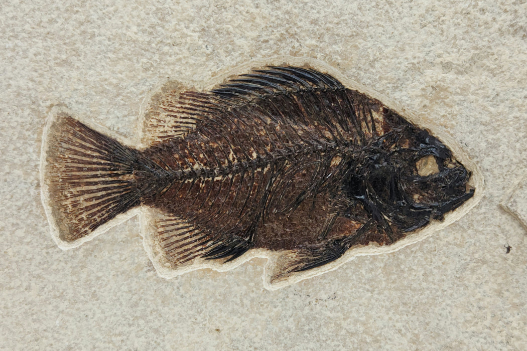 4.5" Cockerellites liops (formerly Priscacara liops) | 100% Natural | Green River Formation | Wyoming