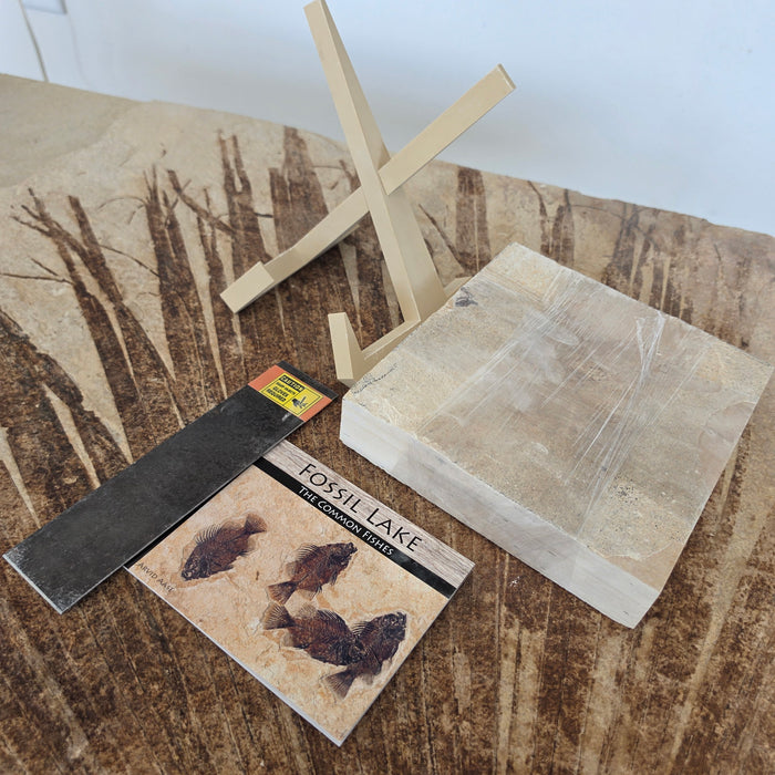 Fossil Block Experience Kit | Green River Formation | Fossil Butte Member
