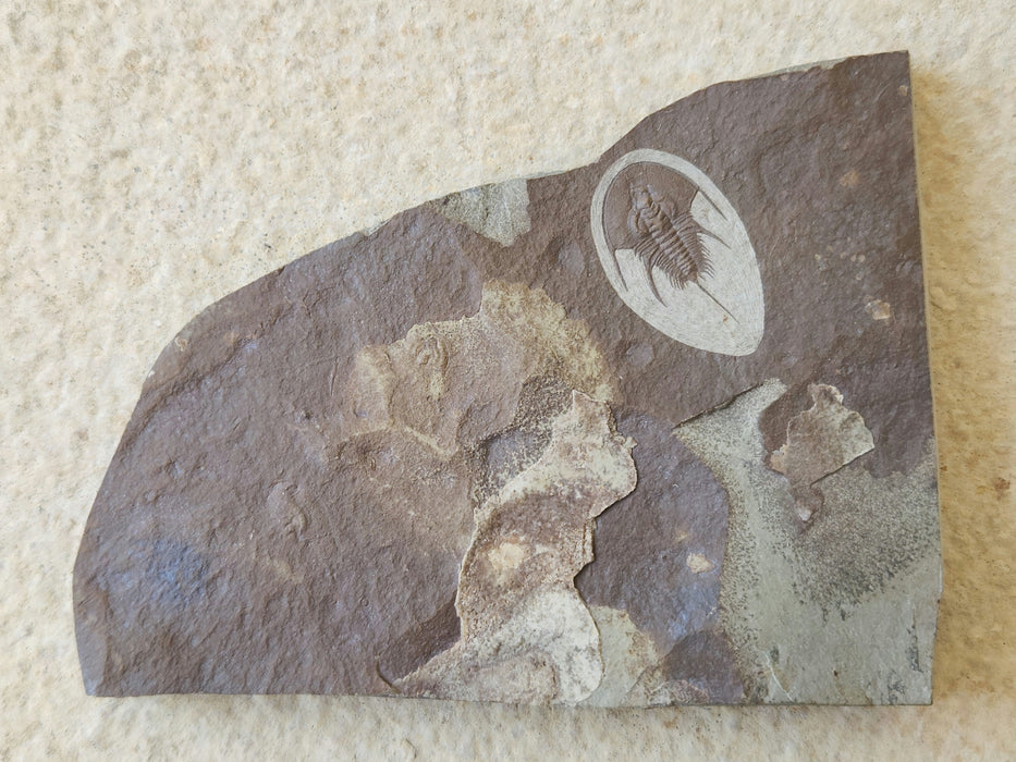 Olenellus Trilobite | Nevada