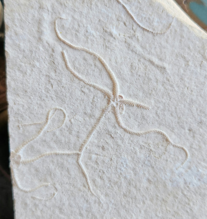 Double Fossil Brittle Star | Germany