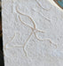 In Stone Fossils 