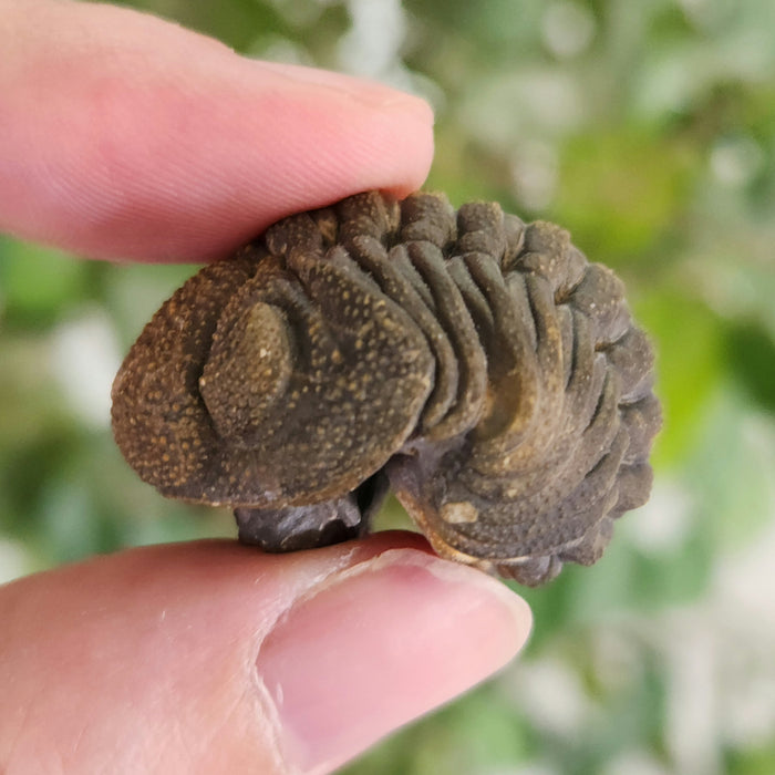 Enrolled Morocops Trilobite | Morocco
