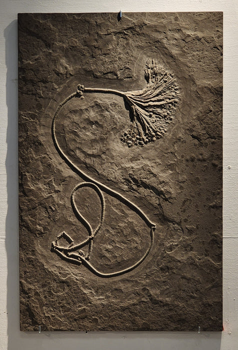 Sealily Crinoid | Lias Epsilon | Holzmaden, Germany