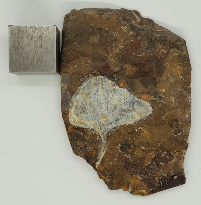 Fossil Ginkgo leaf | Ginkgo cranei | North Dakota