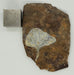 In Stone Fossils 