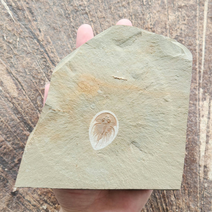 Olenellus Trilobite | Nevada