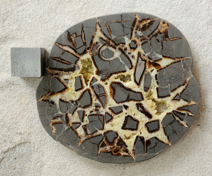 Septarian Nodule Slice