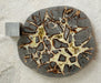 In Stone Fossils 