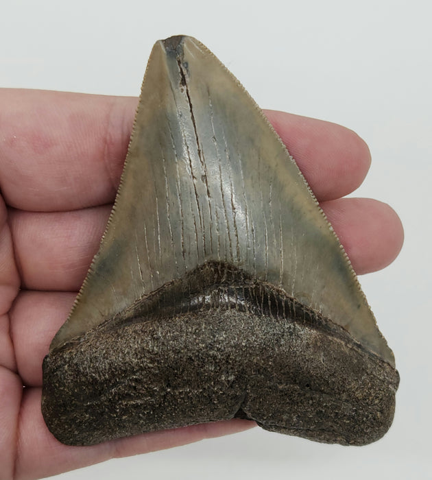 3.25" Megalodon Tooth | Hawthorn Formation