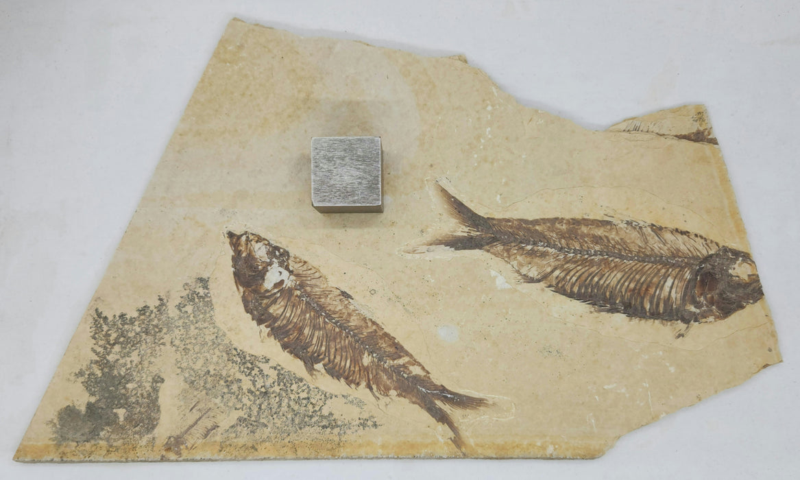 5.25" & 5.75" Double Knightia eocaena | 100% Natural | Green River Formation | Wyoming