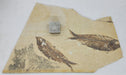 In Stone Fossils 