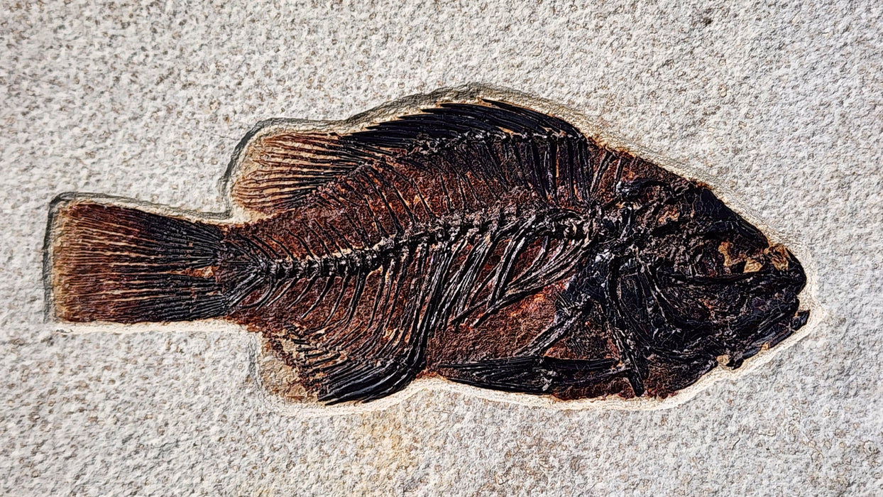 5" Cockerellites liops (formerly Priscacara liops) | 100% Natural | Green River Formation | Wyoming