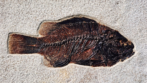 In Stone Fossils 