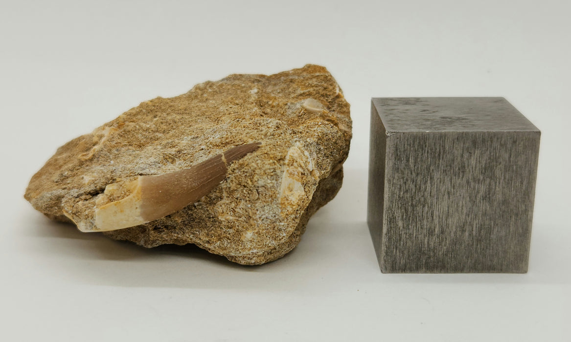 Plesiosaur Tooth in Matrix