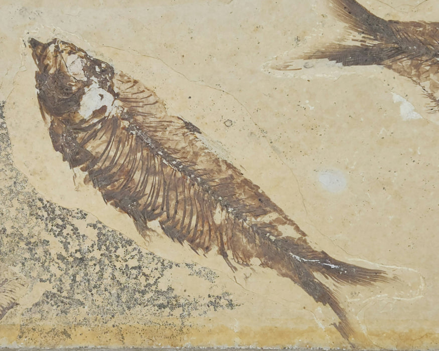5.25" & 5.75" Double Knightia eocaena | 100% Natural | Green River Formation | Wyoming
