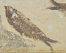 In Stone Fossils 