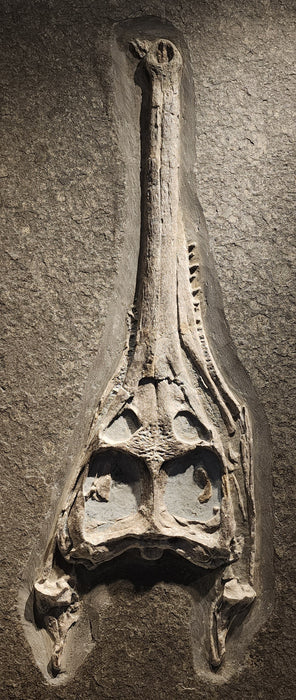 Steneosaurus bollensis Skull | Holzmaden, Germany