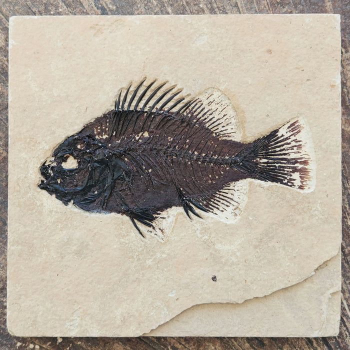 5" Cockerellites liops (formerly Priscacara liops) | 100% Natural | Green River Formation | Wyoming