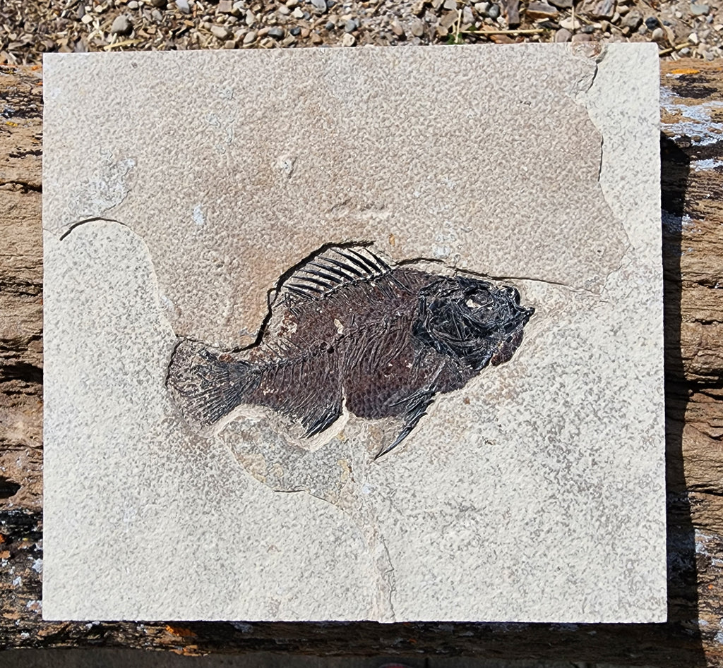 Fossils For Sale | Authenticity Guaranteed — In Stone Fossils