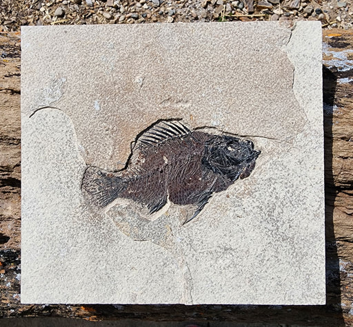 In Stone Fossils 