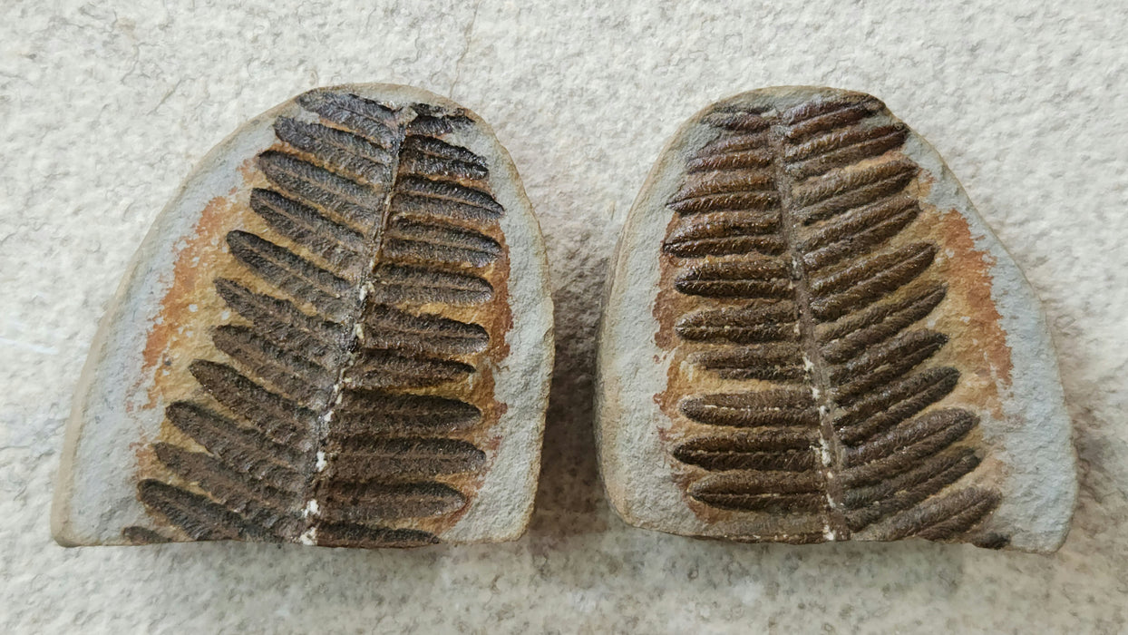 Fossil Fern | Laveineopteris rarinervis | Illinois