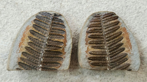 In Stone Fossils 