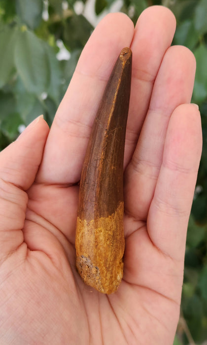 Spinosaurus Tooth | Cretaceous | Kem Kem Beds, Morocco