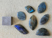 In Stone Fossils 