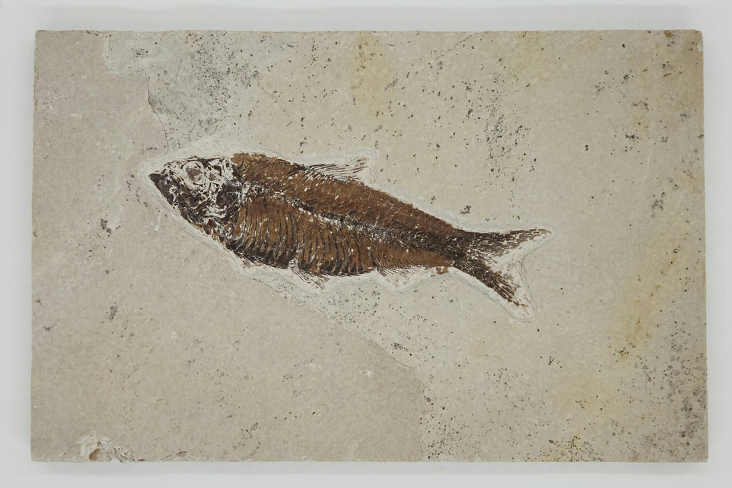 4.25" Knightia eocaena | 100% Natural | Green River Formation | Wyoming