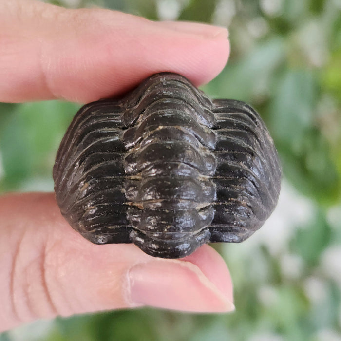 Enrolled Reedops Trilobite | Morocco