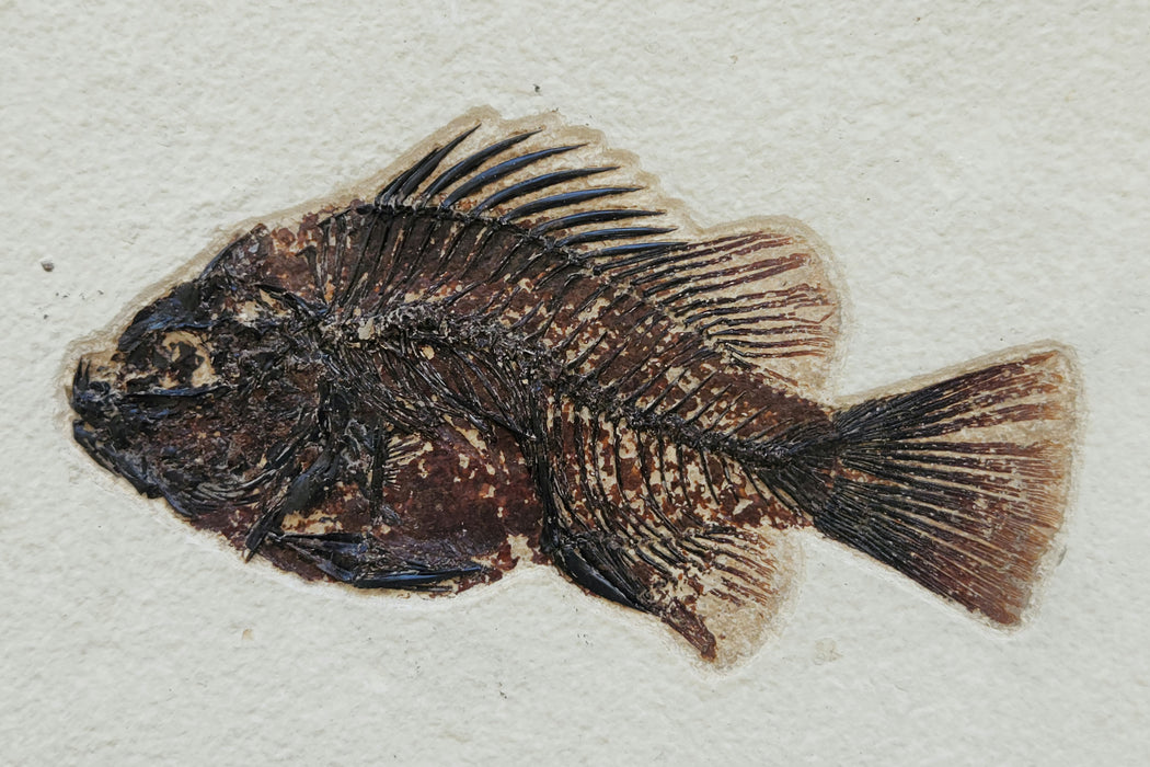 5.25" Cockerellites liops (formerly Priscacara liops) | 100% Natural | Green River Formation | Wyoming