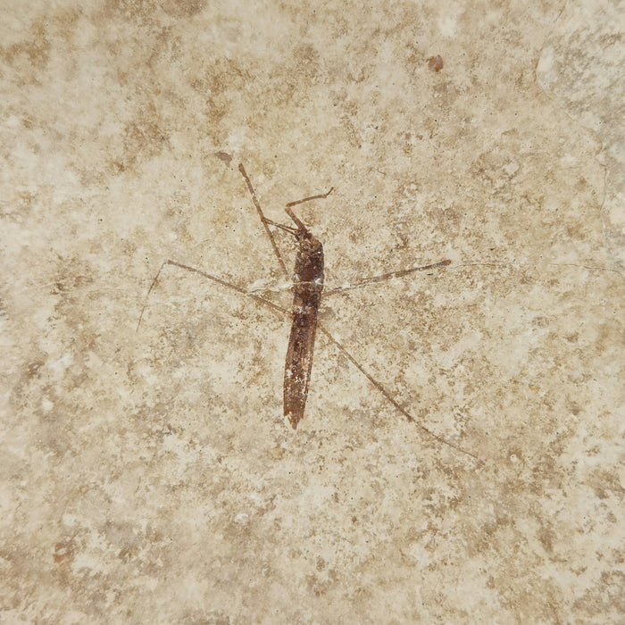Fossil Water Strider | Family Gerridae | 100% Natural | Green River Formation