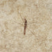 In Stone Fossils 