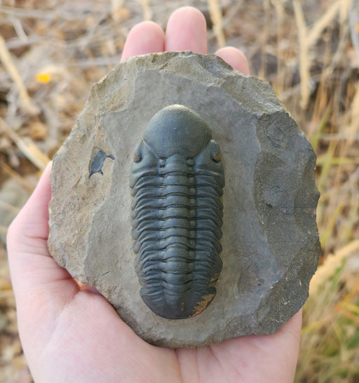 In Stone Fossils 