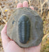 In Stone Fossils 
